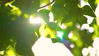 4k实拍唯美自然风光阳光透过植物空镜头视频的预览图
